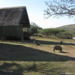 Sudafrica: Hluhluwe-iMfolozi Park Consulenza viaggio Sudafrica