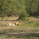 Sudafrica: Hluhluwe-iMfolozi Park Consulenza viaggio Sudafrica