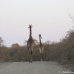 Sudafrica: Kruger NP Consulenza viaggio Sudafrica