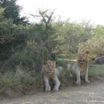 Sudafrica: Hluhluwe-iMfolozi Park Consulenza viaggio Sudafrica