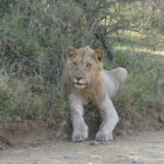 Sudafrica: Hluhluwe-iMfolozi Park Consulenza viaggio Sudafrica