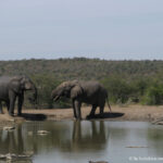 Sudafrica: Hluhluwe-iMfolozi Park Consulenza viaggio Sudafrica