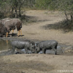 Sudafrica: Hluhluwe-iMfolozi Park Consulenza viaggio Sudafrica