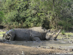 Sudafrica: Hluhluwe-iMfolozi Park Consulenza viaggio Sudafrica