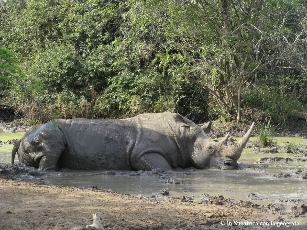 Sudafrica: Hluhluwe-iMfolozi Park Consulenza viaggio Sudafrica