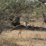 Sudafrica: Kruger NP Consulenza viaggio Sudafrica