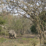 Sudafrica: Hluhluwe-iMfolozi Park Consulenza viaggio Sudafrica