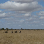 Sudafrica: Kruger NP Consulenza viaggio Sudafrica