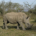 Sudafrica: Hluhluwe-iMfolozi Park Consulenza viaggio Sudafrica