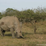 Sudafrica: Hluhluwe-iMfolozi Park Consulenza viaggio Sudafrica