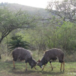 Sudafrica: Hluhluwe-iMfolozi Park - Mpila Camp Consulenza viaggio Sudafrica