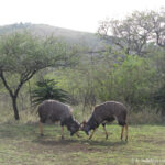 Sudafrica: Hluhluwe-iMfolozi Park Consulenza viaggio Sudafrica