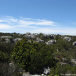 Sudafrica: sulla Table Mountain in estate (febbraio) Consulenza viaggio Sudafrica