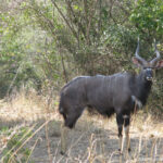 Sudafrica: Kruger NP Consulenza viaggio Sudafrica