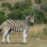 Sudafrica: Hluhluwe-iMfolozi Park Consulenza viaggio Sudafrica