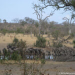 Sudafrica: Kruger NP Consulenza viaggio Sudafrica