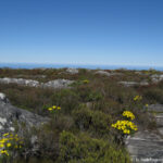 Sudafrica: sulla Table Mountain in inverno (agosto) Consulenza viaggio Sudafrica