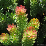 Sudafrica: Kirstenbosch National Botanical Garden Consulenza viaggio Sudafrica