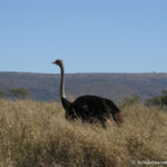 Sudafrica: Manyoni Private Game Reserve Consulenza viaggio Sudafrica