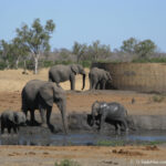 Sudafrica: Kruger NP Consulenza viaggio Sudafrica
