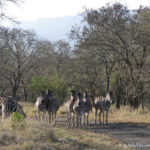 Sudafrica: Manyoni Private Game Reserve Consulenza viaggio Sudafrica