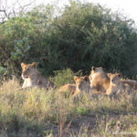 Sudafrica: Manyoni Private Game Reserve Consulenza viaggio Sudafrica