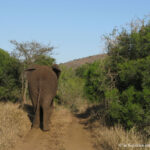 Sudafrica: Manyoni Private Game Reserve Consulenza viaggio Sudafrica