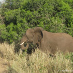 Sudafrica: Manyoni Private Game Reserve Consulenza viaggio Sudafrica