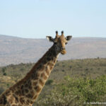 Sudafrica: Manyoni Private Game Reserve Consulenza viaggio Sudafrica