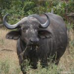 Sudafrica: Kruger NP Consulenza viaggio Sudafrica
