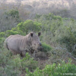 Sudafrica: Manyoni Private Game Reserve Consulenza viaggio Sudafrica
