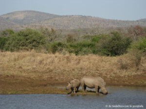 Sudafrica: Manyoni Private Game Reserve Consulenza viaggio Sudafrica