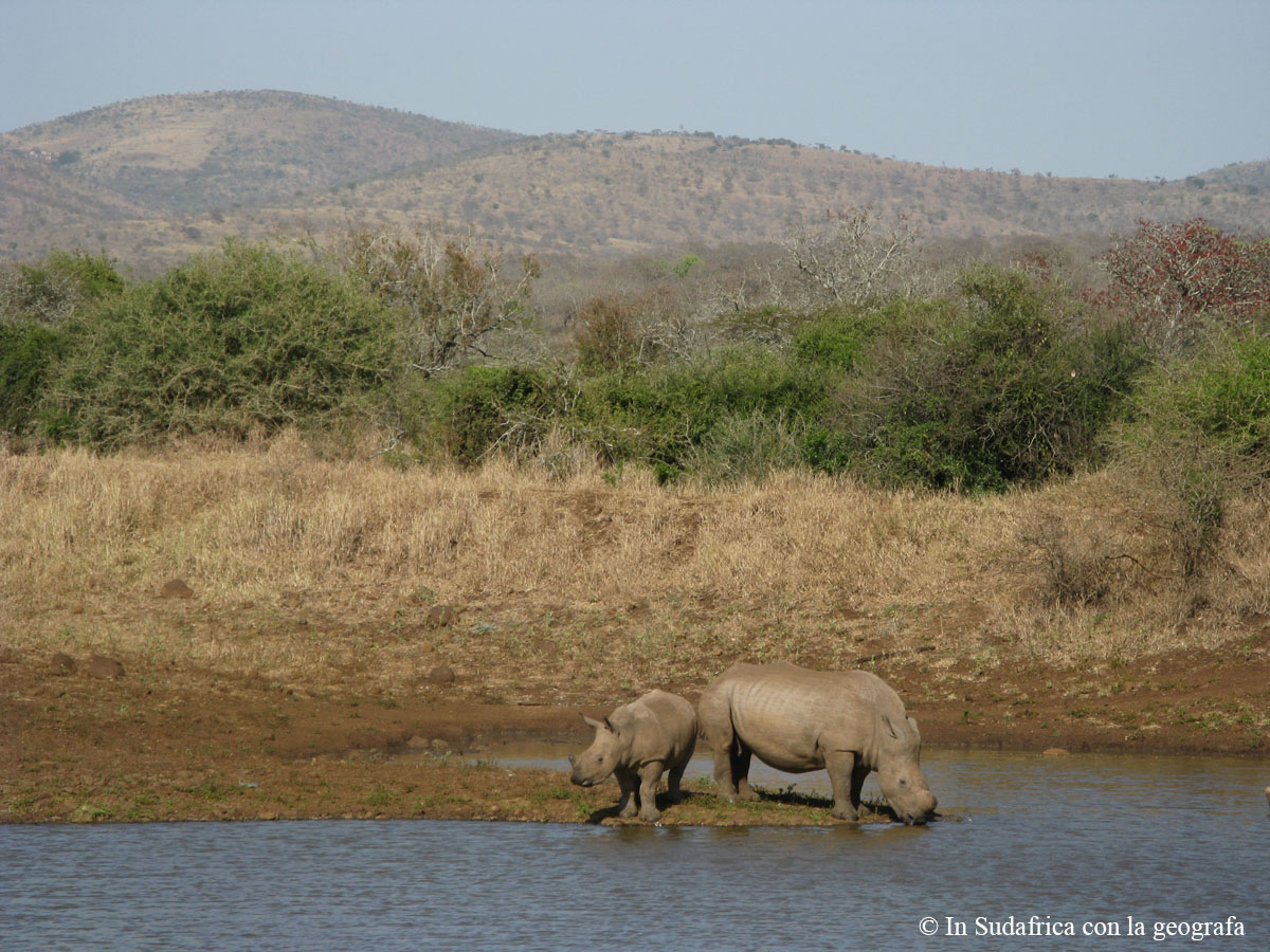 Sudafrica: Manyoni Private Game Reserve Consulenza viaggio Sudafrica