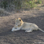 Sudafrica: Manyoni Private Game Reserve Consulenza viaggio Sudafrica
