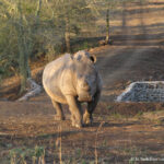 Sudafrica: Manyoni Private Game Reserve Consulenza viaggio Sudafrica