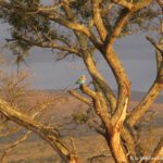 Sudafrica: Manyoni Private Game Reserve Consulenza viaggio Sudafrica