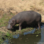Sudafrica: Kruger NP Consulenza viaggio Sudafrica