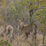 Sudafrica: Kruger NP Consulenza viaggio Sudafrica