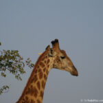Sudafrica: Kruger NP Consulenza viaggio Sudafrica