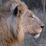 Sudafrica: Kruger NP Consulenza viaggio Sudafrica