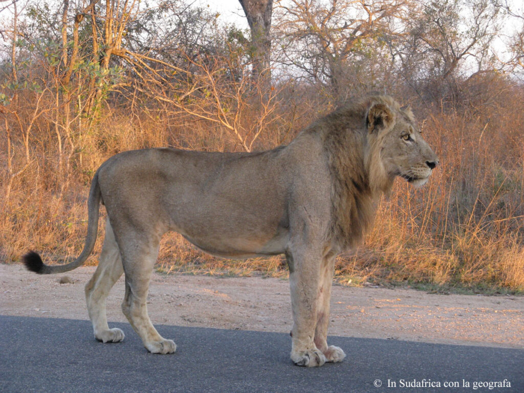 Sudafrica: Kruger NP Consulenza viaggio Sudafrica