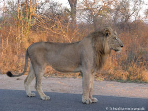 Sudafrica: Kruger NP Consulenza viaggio Sudafrica