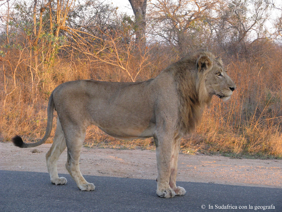 Sudafrica: Kruger NP Consulenza viaggio Sudafrica