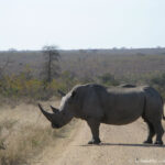 Sudafrica: Kruger NP Consulenza viaggio Sudafrica
