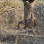 Sudafrica: Kruger NP Consulenza viaggio Sudafrica