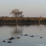 Sudafrica: Kruger NP Consulenza viaggio Sudafrica